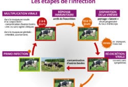 maladies : rhinotracherite infectieuse bovine
